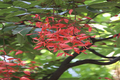 Amherstia nobilis